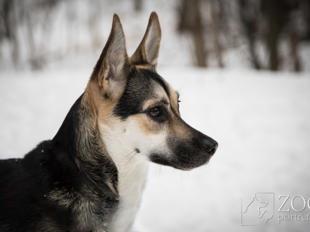 Fotograf psów w Warszawie