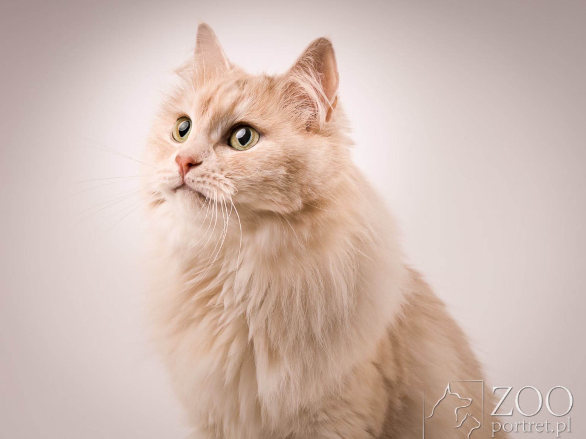 Sesje dla kotów hodowlanych