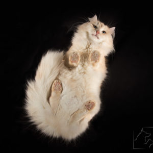 Rasowy kot syberyjski - cztery łapy