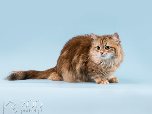 Profesjonalne zdjęcia kotów Warszawa