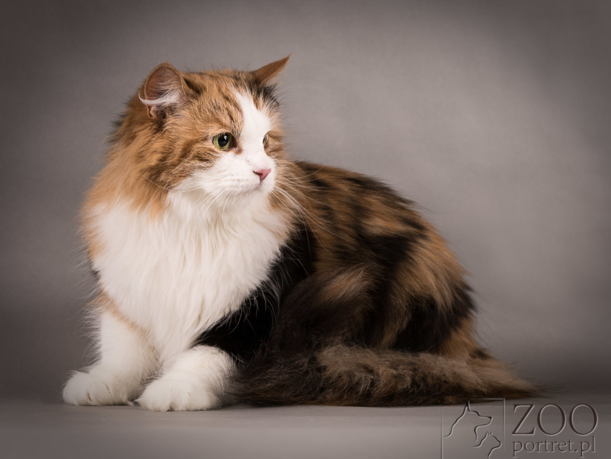 Profesjonalna sesja kota rasowego