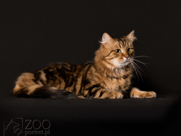 Piękne zdjęcia dla kota