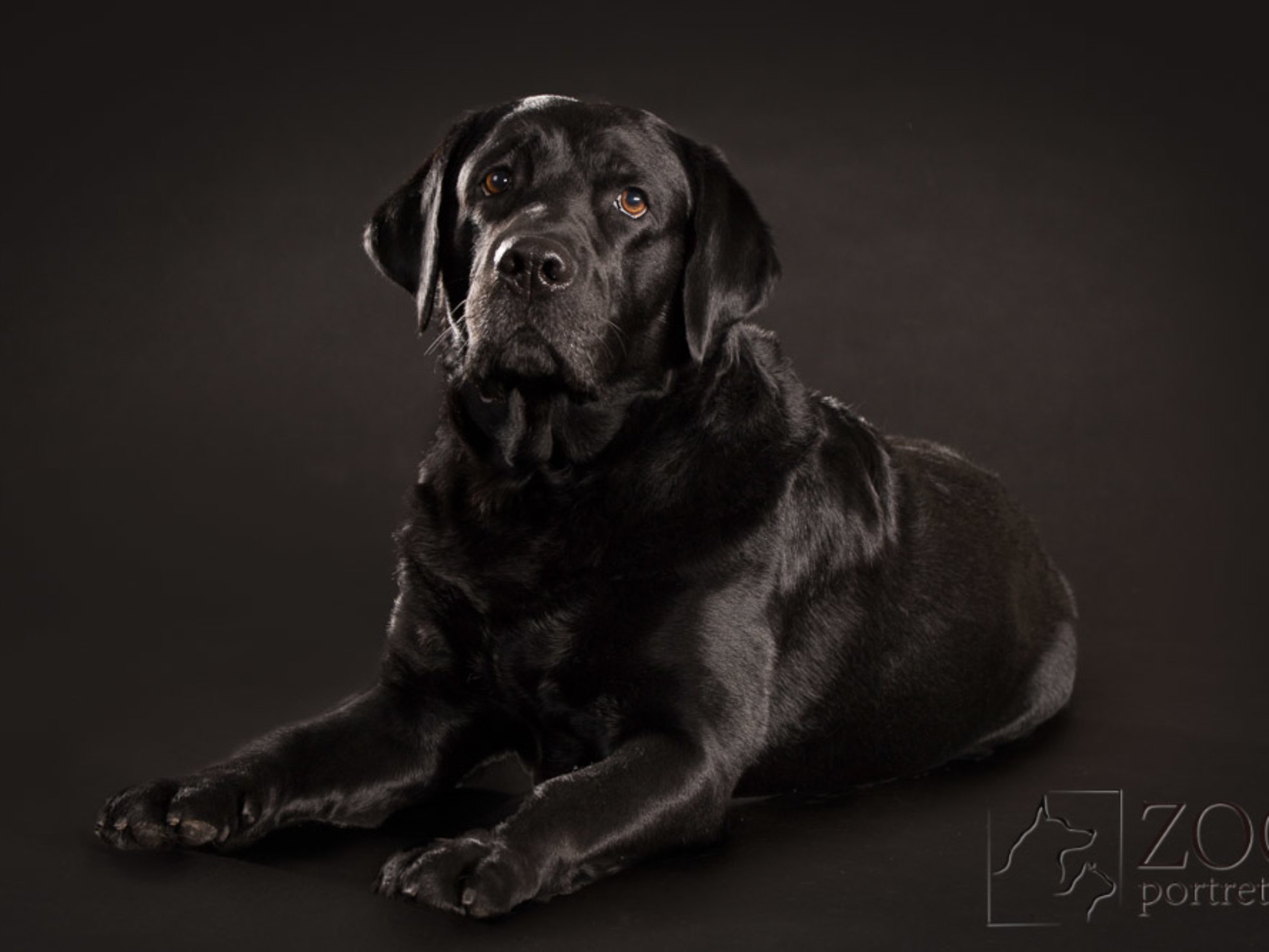 Labrador u fotografa