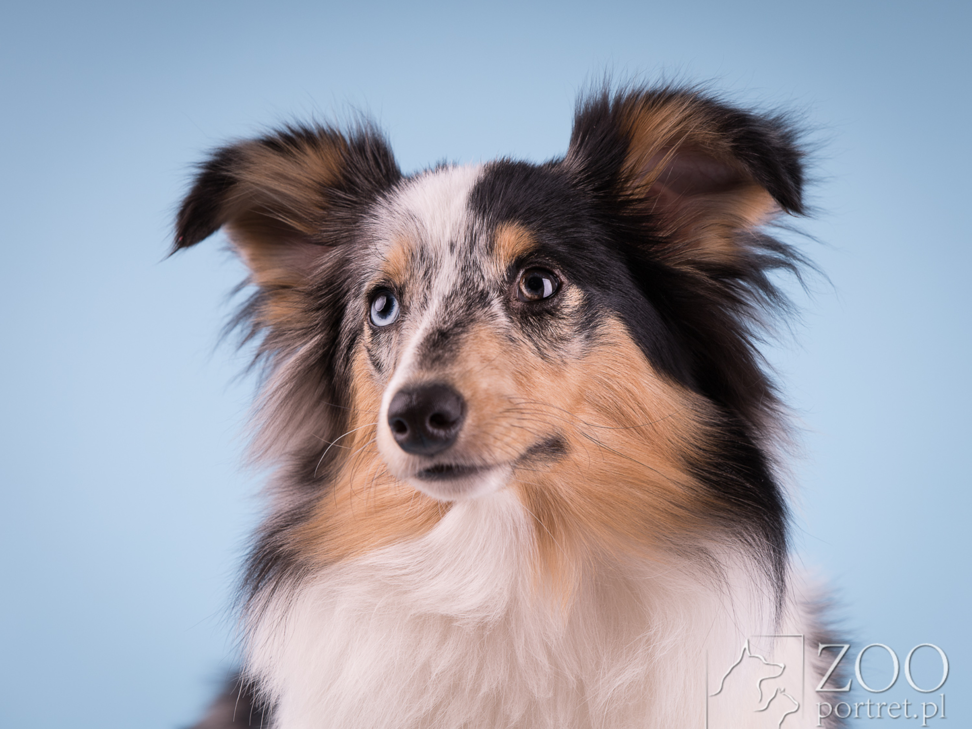 Sesja fotograficzna owczarka szetlandzkiego