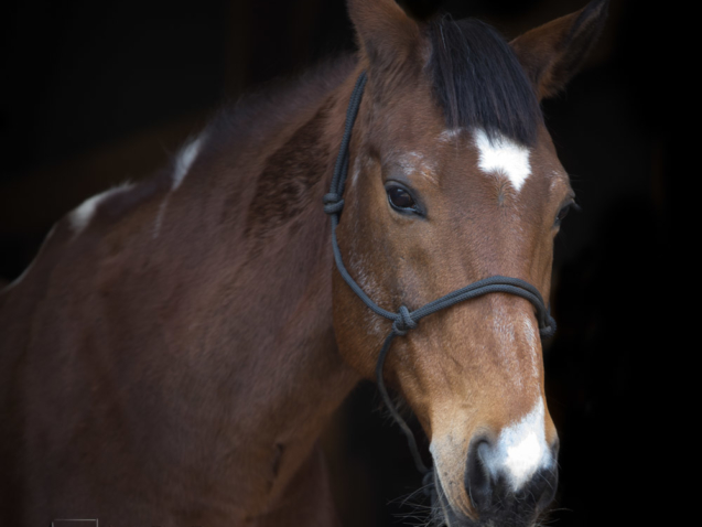 Sesja fotograficzna koni Warszawa