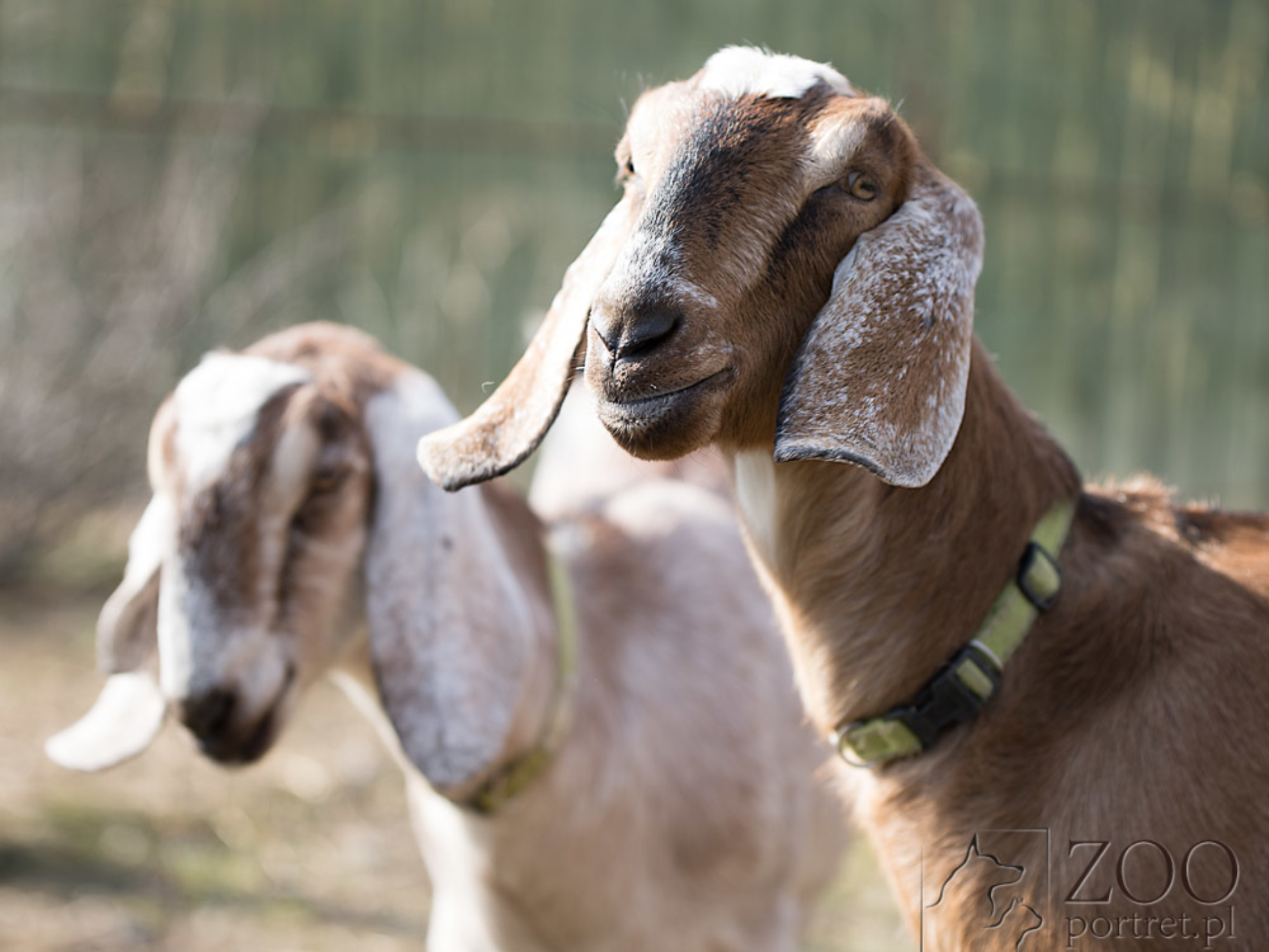 Sesja zdjeciowa zwierząt gospodarskich - kozy