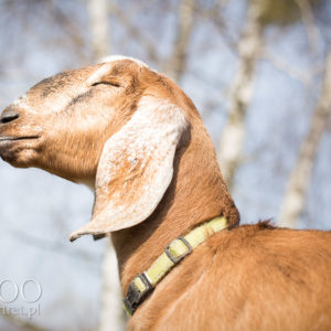 Sesja zdjeciowa zwierząt gospodarskich - kozy