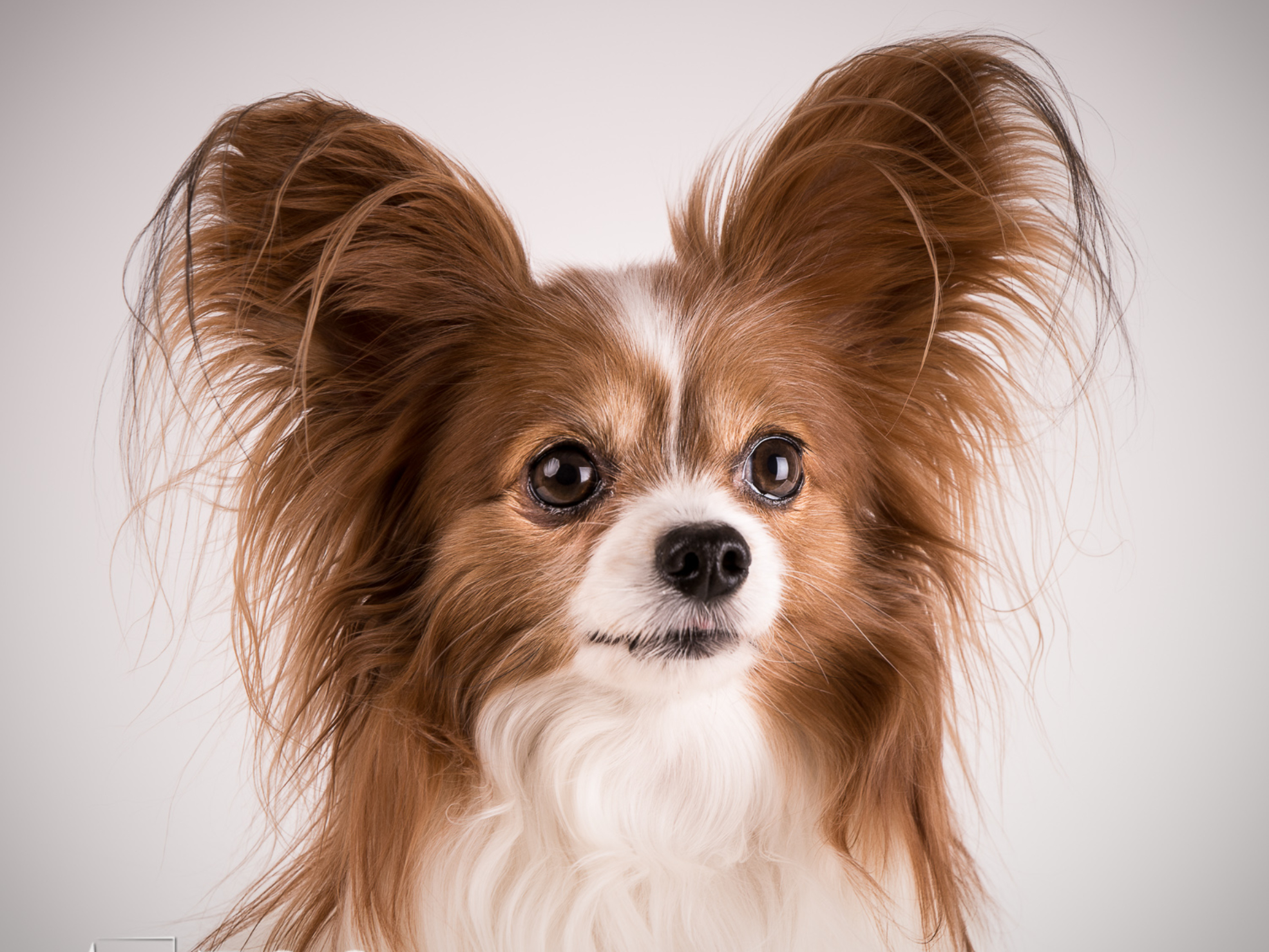 Sesja fotograficzna psa pappillon Warszawa