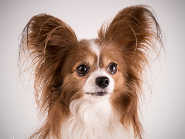 Sesja fotograficzna psa pappillon Warszawa