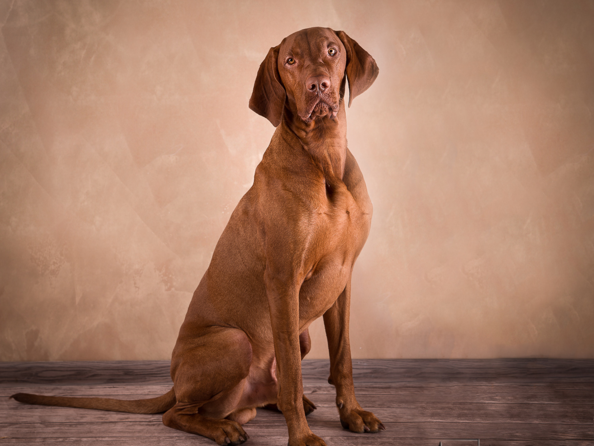 Sesja zdjęciowa wyżła - studio fotograficzne w Warszawie