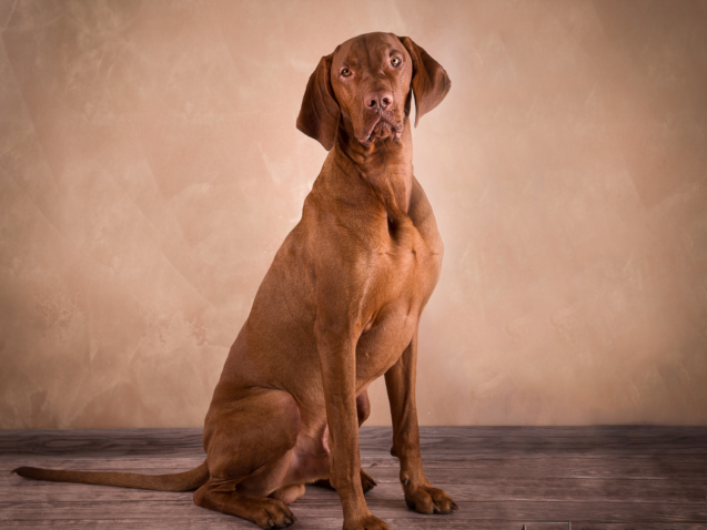 Sesja zdjęciowa wyżła - studio fotograficzne w Warszawie