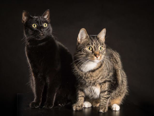 ZOOportret.pl - profesjonalna fotografia zwirząt