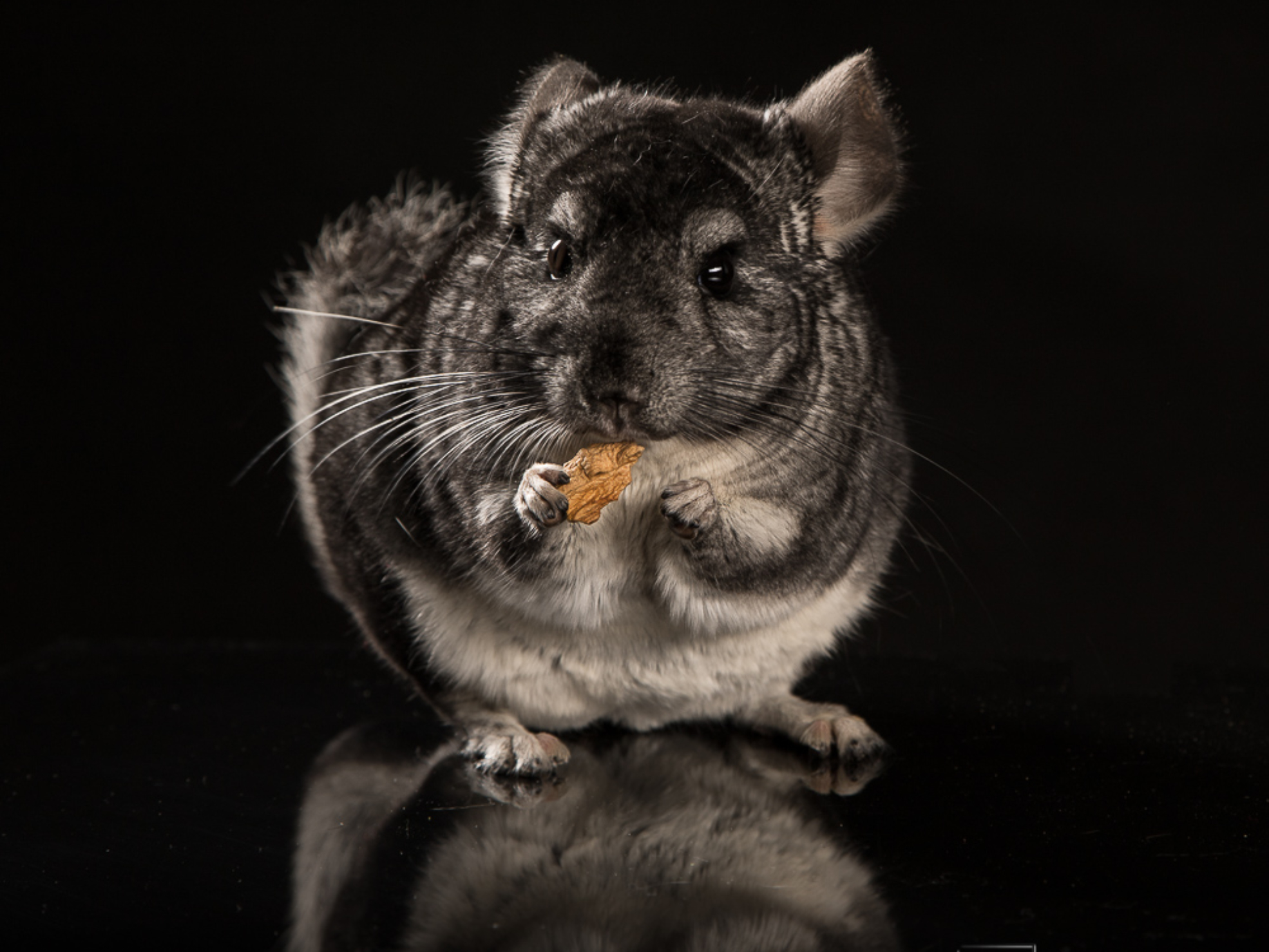 fotografia zwierząt Warszawa