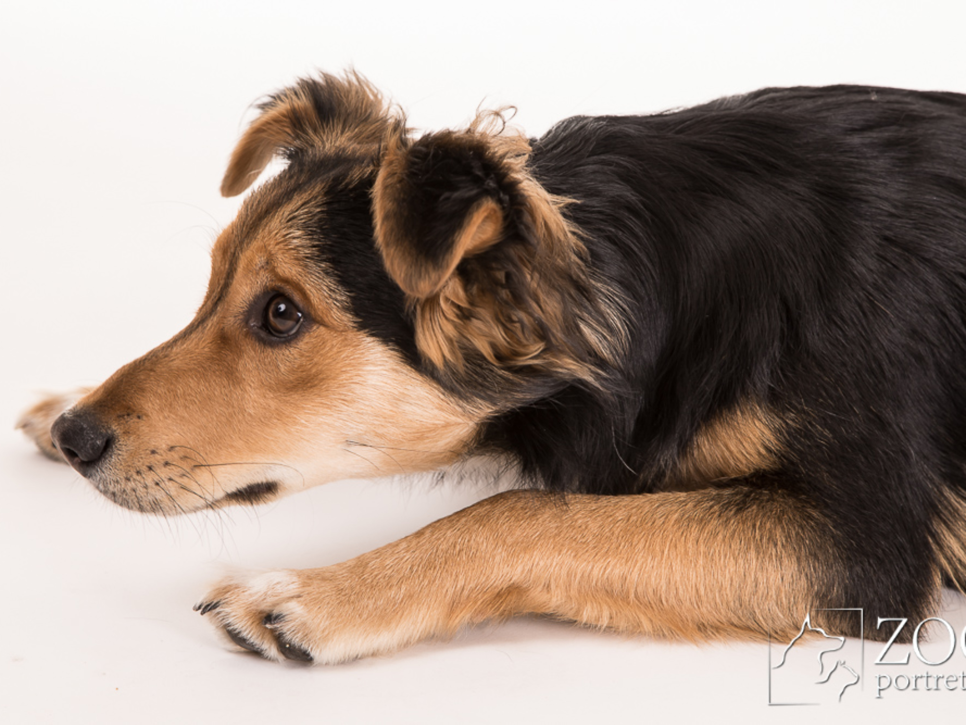 sesja fotograficzna z psem w Warszawie