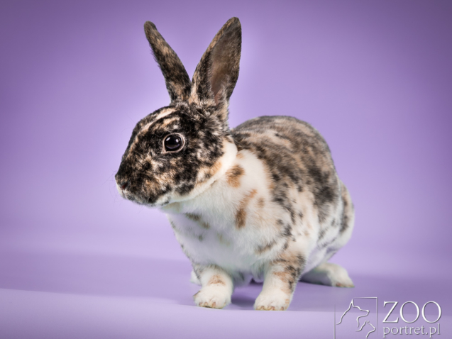 profesjonalny fotograf zwierząt Warszawa